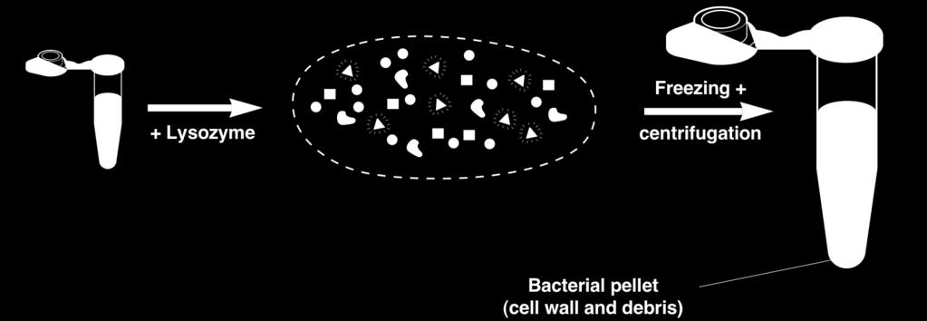 GFP er meget mindre end de andre cellekomponenter og vil derfor befinde sig i supernatanten efter centrifugering. Med en steril pipette overføres supernatanten til et nyt mikrocentrifugerør.