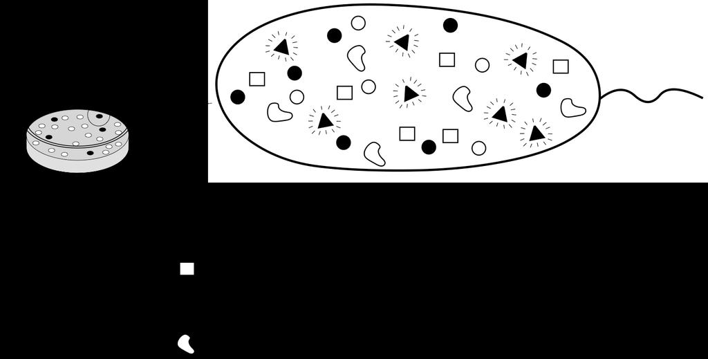9 Om de enkelte trin/lektioner i forsøget Pipetten De medfølgende sterile engangsplastpasteurpipetter har inddeling som vist på figuren: Udstrygning af bakteriesuspension på agarplader Sørg for at