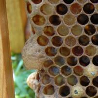 Fodersaft med færre vitaminer og proteiner Bibrød (honning+pollen)