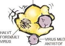 T-dræbercellerne slår derefter de celler ihjel, der er inficeret af virus. T-DRÆBERCELLE Det samme ville ske, hvis det var en bakterieinfektion. Hiv Hiv forårsager sygdommen aids.