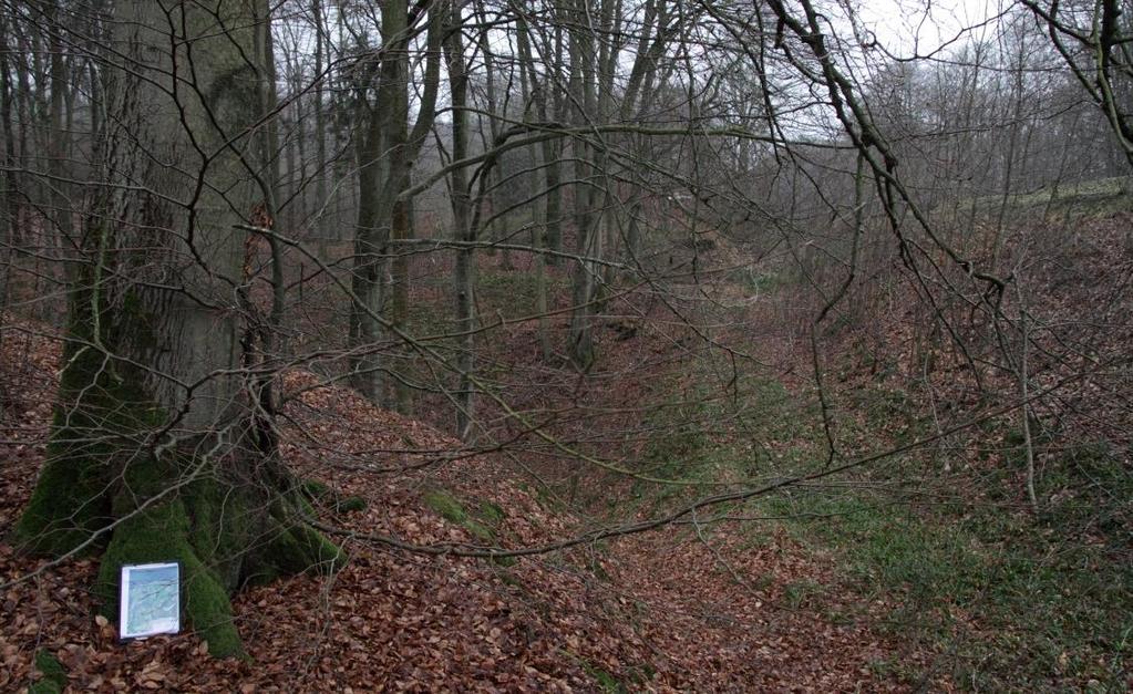 Figur 56: ærk og små bøgetræer i den østlige del af overlapningszonen i N79.