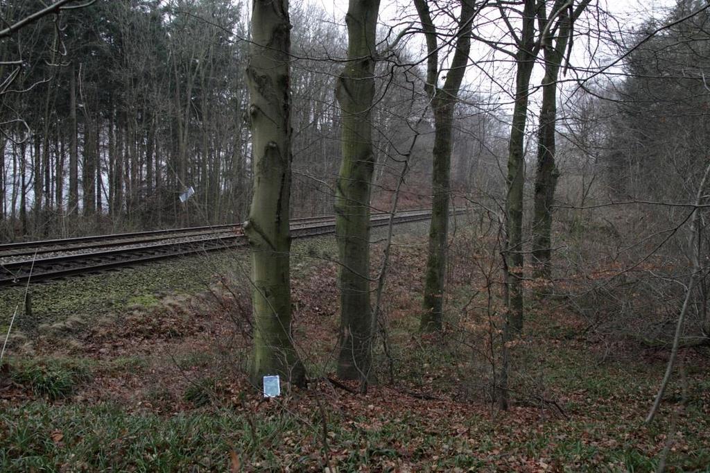 Figur 64: Enkelte større og ældre bøge- og egetræer står forholdsvis tæt på jernbanen og det kan være nødvendigt at beskære eller topkappe nogle af disse træer.