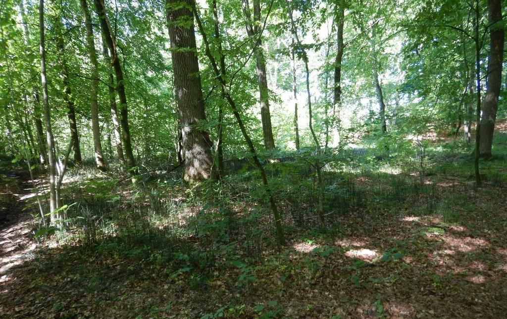 Figur 77: okalitet S055 ved bro 20764 Båstrupvej er en løvskov med en god naturværdi og en naturlig, fugtig bund.