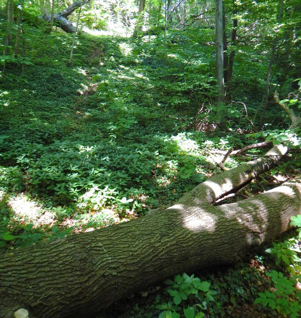Figur 23: Skov med høj naturværdi ved Viby i Aarhus Kommune. I skoven findes flere væltede stammer og en rig bundvegetation. 6.