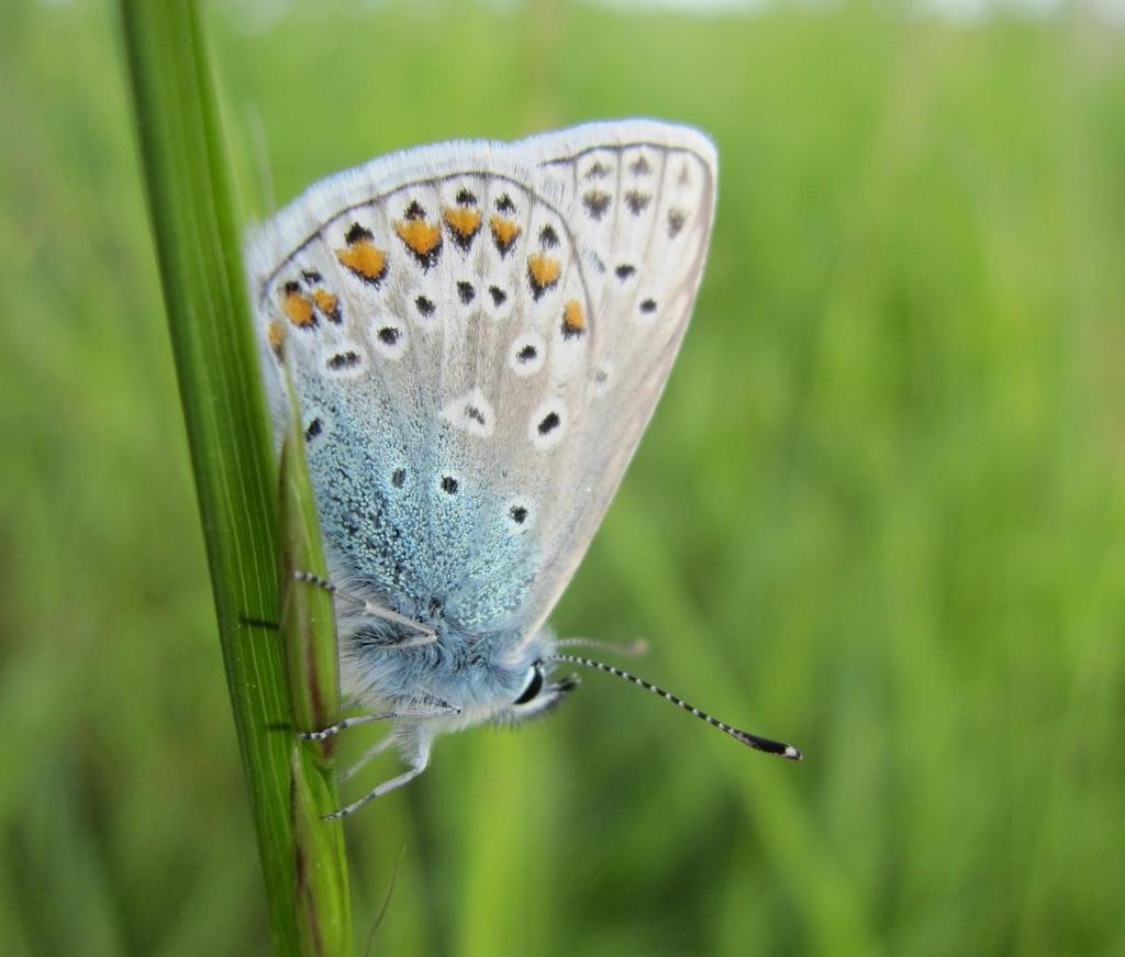 På lokalitet N079 er sommerfuglearterne okkergul pletvinge, okkergul randøje, almindelig blåfugl (Figur 31) samt dværgblåfugl registreret.