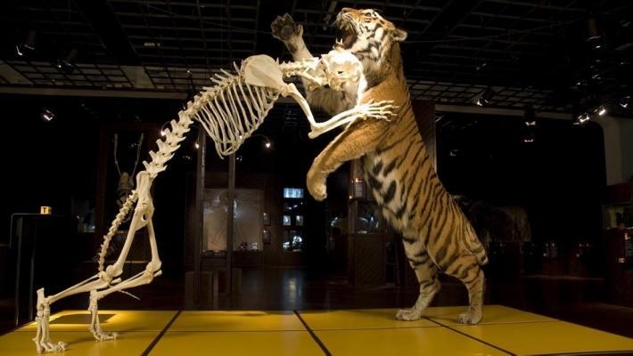 Besøg udstillingen AnimaliA, der giver et indtryk af dyrenes overlevelse, et besøg der giver et anderledes syn på evolutionen.