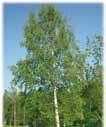 150-200 lodrethængende grene - 200-250 Højde 15-20 m. - 250-300 Løv Omvendt ægformede og savtakkede SHO co.mk.