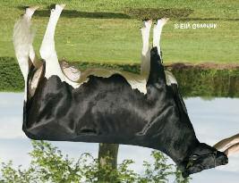 D Sol en af de sidste 100.000 doser tyre? En af de sidste avlsmatadorer i Dansk Holstein-avl, D Sol (P Shottle x T Funkis), afgik først i det nye år, knap 12 år gammel.