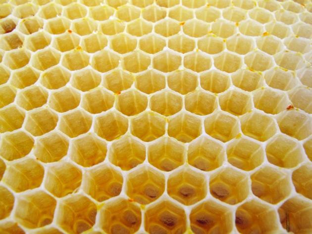 Spredning via brugte vokstavler Bier der renser voks, får det på deres munddele. Spredes via fodring. Kan hæmme vårudviklingen.