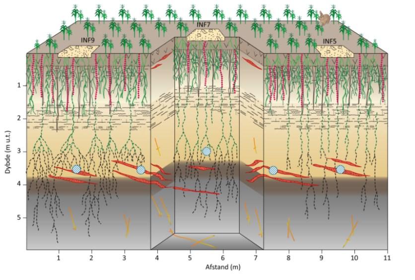 Konklusion og sammenfatning Undersøgelsens hovedresultater er: Der er påvist forekomst af talrige dybe bioporer ned til 5-6 m under terræn med direkte hydraulisk kontakt til jordoverfladen.