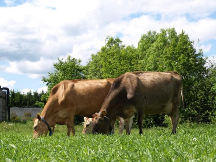 ØKOMELK-KONFERANSE Hell 2017 Kommentarer fra økologiske mælkeproducenter med afgræsning af rug Positive: Mere mælk i tanken når køer afgræsser rug