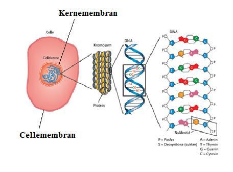 Bilag 4 Eksperimentielt arbejde med DNA Isolering af DNA fra celler. Teori. DNA et befinder sig inde i cellernes kerne.