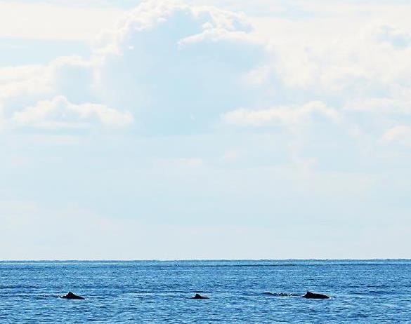 10 Havpattedyr - sæler og marsvin Anders Galatius, Signe Sveegaard & Jonas Teilmann Marsvin på vej vestover, syd for Samsø. Foto: Jonas Teilmann.
