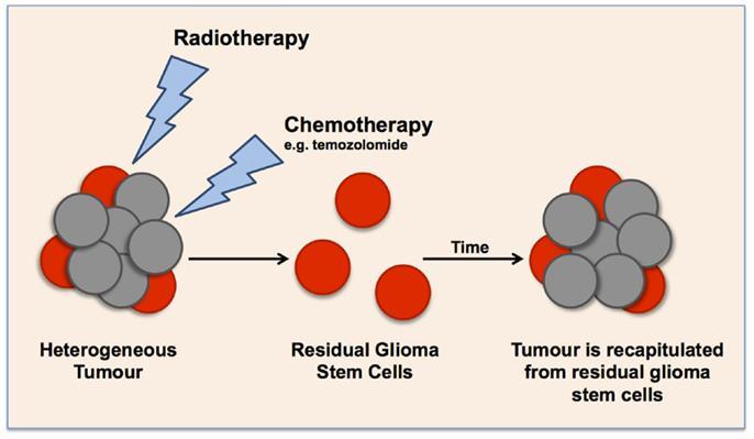 Cancerstamceller Hvad er cancerstamceller?