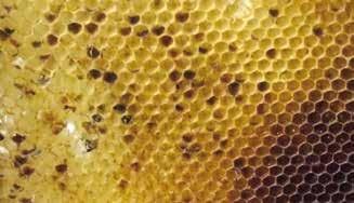 Dette medfører en ringe yngeludvikling og honningproduktion. Ofte er biernes bagkroppe opsvulmede. Flyvemuskulaturen lammes, hvorfor der ofte ses mange kravlende bier med strittende vinger.