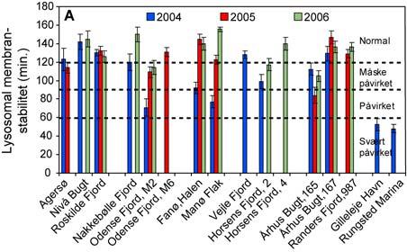 Især i Vejle Fjord 2005, men også i Århus Bugt og Randers, Roskilde og Karrebæk fjorde blev der i 2005 og 2006 fundet en øget forekomst af misdannelser, dvs. type B-G, (defineret ved >5% pr.