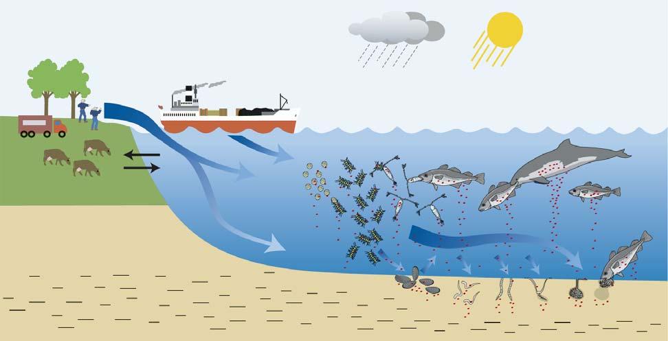 16 Effekter af miljøfarlige stoffer i havet Ingela Dahllöf, Morten Hjorth, Jakob Strand Effekter af miljøfarlige stoffer vurderes primært ved brug af biomarkører på organisme og individniveau i