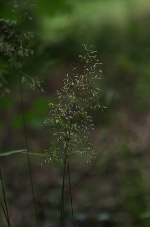 Festuca altissima - skovsvingel Flerårig. Strå 50-130 cm høje. Blomstrer i juni-juli. Vokser på næringsrig jordbund i bøgeskove på skygget bund, i tætte tuer med flere strå. Hjemmehørende.