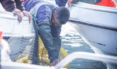 Investeringen i Quin-Sea Fisheries har, sammen med eksternt indkøb, givet Royal Greenland adgang til en større mængde rejer.