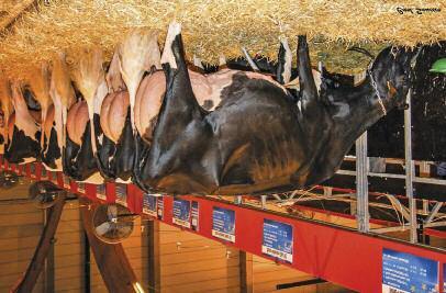 De 5 køer som Bons Holstein havde udstillet i Colmar. kan fremavle en ko i næste generation.