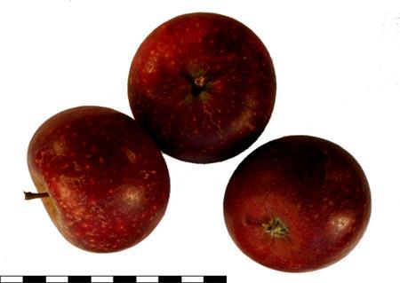 Æbler i Ingrid Maries Æblehave, Flemløse - PDF Free Download