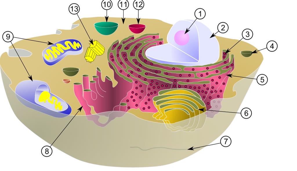 Cellens og dens organeller Diagram over en typisk celles organeller:: (1) nucleolus (2) cellekerne (3) ribosom (4) vesikel, (5) ru endoplasmatisk reticulum