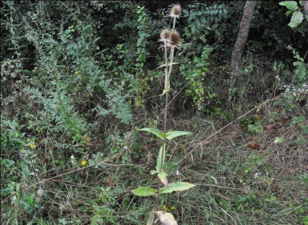 Centaurium umbellatum Gilib. Dipsacus laciniatus Huds. - бела сикавица Двогодишња зељаста биљка, усправног стабла, висока 2m. Корен ове биљке продире дубоко у земљиште.