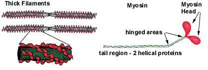 Udover et ATP (adenine triphosphate) og to MLC bindingssteder har MHC et aktin bindingssted. De tynde filamenter består primært af aktin, samt tropomyosin og troponin.