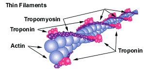 De nævnte proteiner, der er byggestene i disse tykke og tynde filamenter, refereres ofte til som de myofibrilære proteiner.