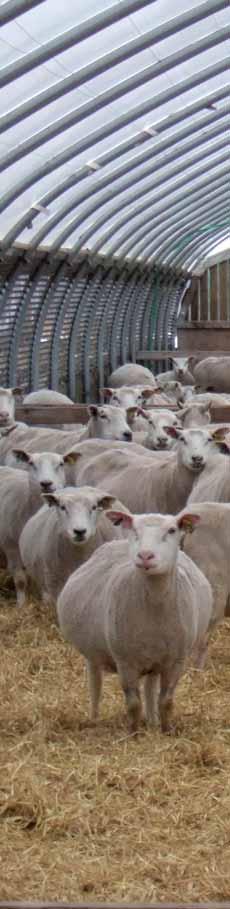 I brunstsæsonen kan fårene have ægløsning og bedækkes ca. hver tredje uge, indtil drægtighed er indtrådt. Sæt en væddersele med farvestift på vædderen, inden den sættes ind til fårene.