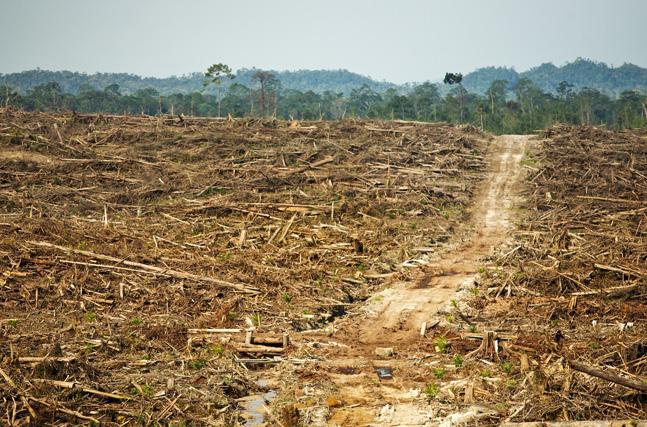 50 % af Kinas nordlige skovområder går tabt. 50 % af Sundarban-vådområderne i Bangladesh går tabt.
