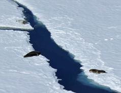 Arktis og subarktis Det arktiske område bliver sandsynligvis det område, som kommer til at opleve de mest omfattende konsekvenser af den globale opvarmning.