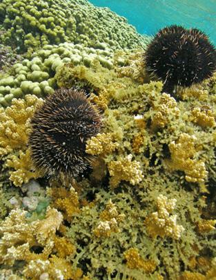 Koralrev er de økosystemer, som næst efter regnskovene er rigest på forskellige arter.