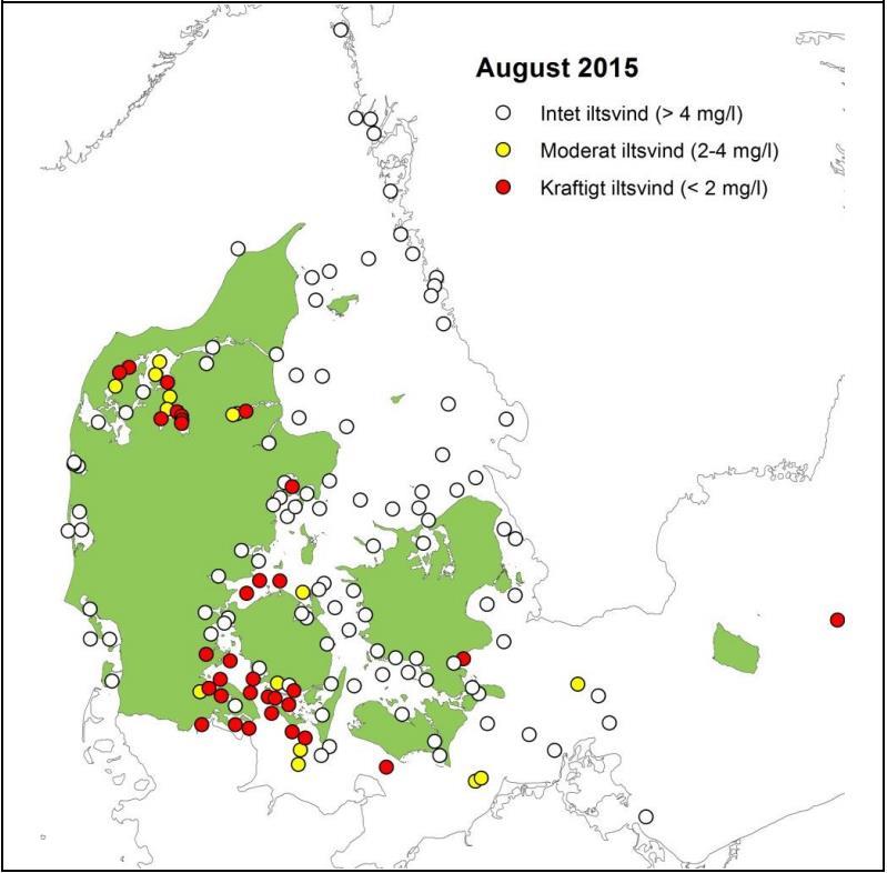 Figur 4-1. Gældende iltforhold i august (1.-19. august) 2015. Midt i august opstod der iltsvind i store dele af Thisted Bredning samt Løgstør Bredning til Hvalpsund (Hansen et al., 2015).