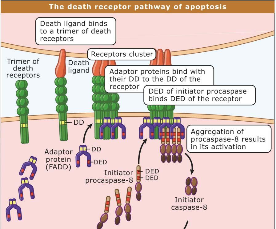 Extrinsic pathway- Ydre vej- dødsreceptorvejen Apoptoseprocessen kan startes udefra ved aktivering af døds receptorer som tilhører TNF receptorfamilien.