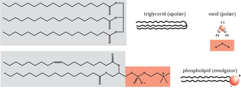 Sammensætningen af mælkefedt Lipid fraktion Triglycerider 95.80 % 1,2 Diacylglyceroler 2.25 % Monoacylglyceroler 0.