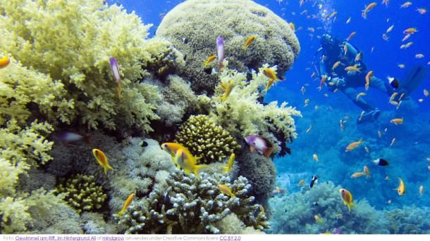 7 Livet under havets overflade er fascinerende på mange måder.