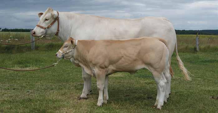 GG Karla Pp, CHR. 30030-00914 Born: 18.01.2014. Sex: Female. GG Karla Pp is born polled and she is a product of the BABS-Project, which purpose is to breed a line of polled animals.