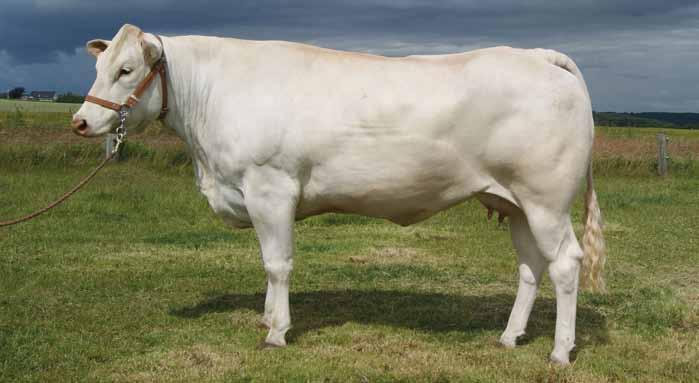 GG Geneve, CHR. 30030-00891 Born: 23.02.2011. Calvings: GG Geneve has calved 1 time. The National Show 2012: 22 points.