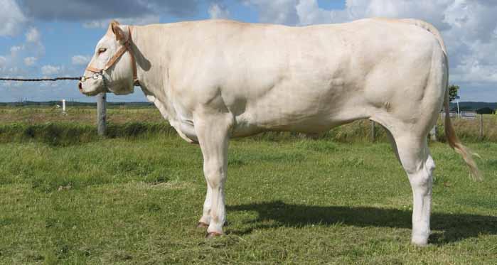 GG Haiti, CHR. 30030-00899 Born: 12.05.2012. Sex: Female. The National Show 2013: Honour prize and Miss Future, FIERBA GG Haiti is pregnant, examined 01.06.2014, expected to calve 14.02.2015.