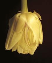 Desuden udgør orkideerne en stor, veldefineret og spændende gruppe, der i blomsterbygning på mange måder ligner en tulipan, men som desuden har mange specialiserede træk, der måske