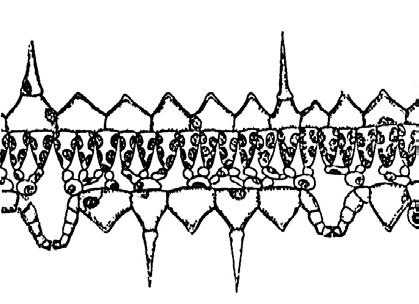 Figur 2. Tværsnit af flydeblad hos Åkande. Øverste epidermis indeholder spalteåbninger. Derunder 4 lag palissadeceller med grønkorn.