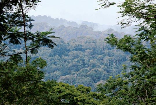 Sådanne oprindelige skove, der ikke er blevet forstyrret i løbet af deres udvikling, kaldes primærskove. Vegetationen har gennemløbet en række udviklingstrin og har nået et klimaksstadium, dvs.