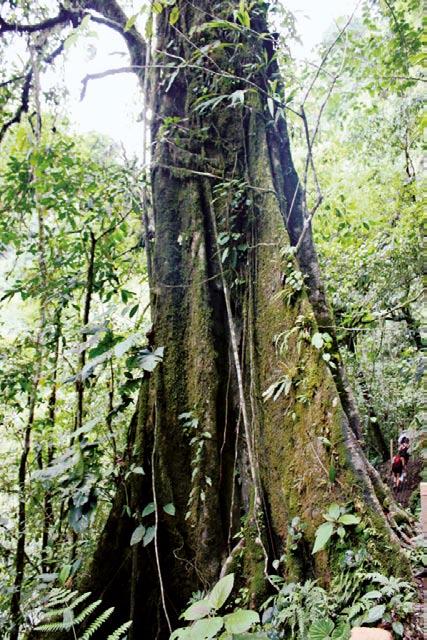 70 % af alle arter i regnskoven er træer. Livsformer og sammensætning Forskellige livsformer har udviklet sig i kampen for at få del i lys, vand og næringsstoffer til deres vækst.