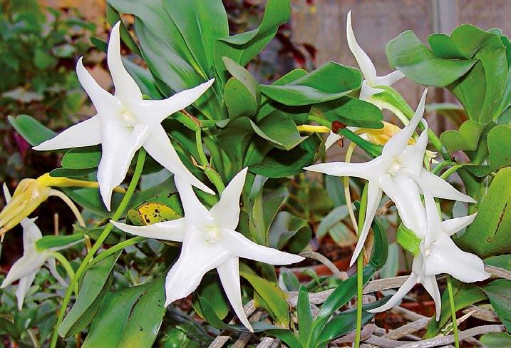 Figur 2. Darwins orkide (Angraecum sesquipedale) vokser på Madagaskar. Slægtnavnet betyder epifyt.