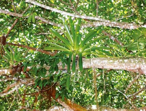 Lianer er træagtige klatreplanter med rodfæste i skovbunden. De støtter sig til eller slynger sig om træer og sparer selv på stammetykkelsen i spurten op efter lys.