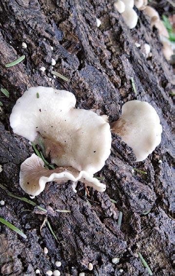 Selv om haven derfor overfladisk set ligner natur, er den generelt meget reguleret. Det medfører, at man godt kan finde mange forskellige svampe i haven, men ikke egentlige svampesamfund.