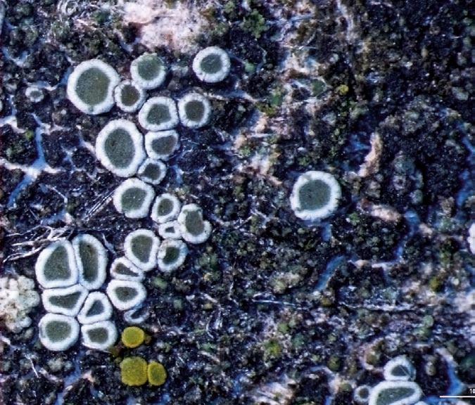 Figur 6. Spredt kantskivelav (Lecanora dispersa) og liden æggeblommelav (Candelariella aurella) er to markante arter på beton, mørtel og eternit.