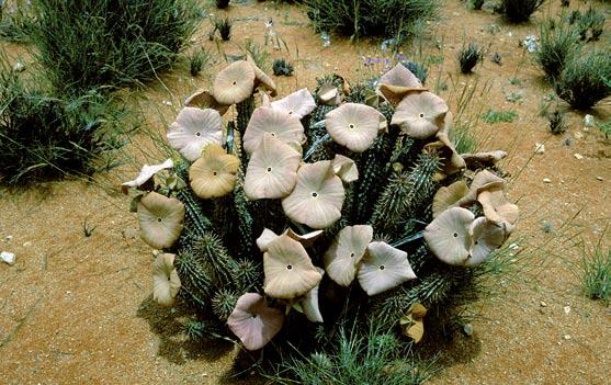 En anden årsag kan være, at nyindførte planter spreder sig ind over samme niche, som den endemiske art er specialiseret til. Man kalder denne type planter for invasive arter.