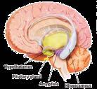 DET LIMBISKE SYSTEM Hypothalamus: Hjernens termostat